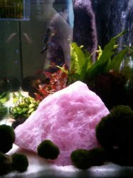 fish1.jpg fish1.jpg