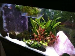 fish2.jpg fish2.jpg