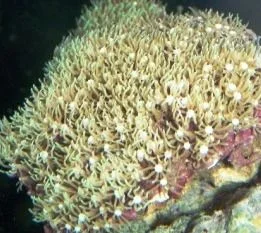 star polyp.webp