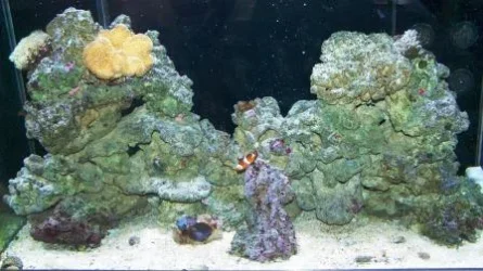tank week 9.webp