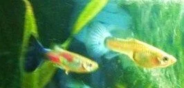 fish2 - Copy.webp