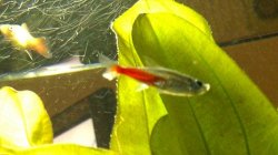 poorly fish 1.jpg poorly fish 1.jpg