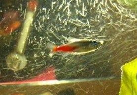 IMAG0031.jpg IMAG0031.jpg