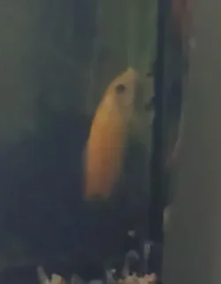 Fish1.webp