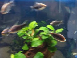 2nd fish - cyst (Medium).JPG