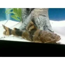 fish.webp