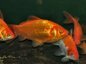 CommonGoldfishWFG_Cn0892.webp