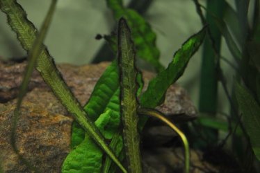 DSC_0570.JPG