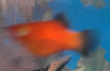 Platy.webp