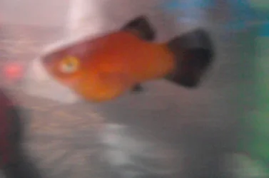 Platy32.webp