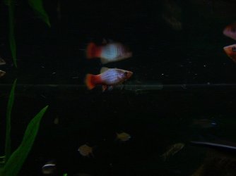 ff platies.jpg
