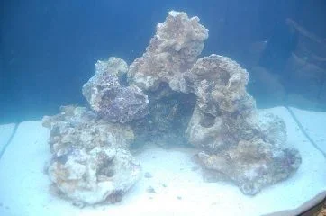462.webp