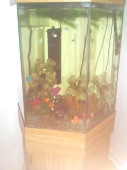 Fish near BRIGHT.webp