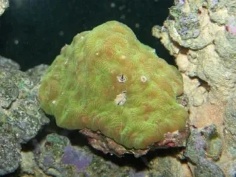 brain coral.webp