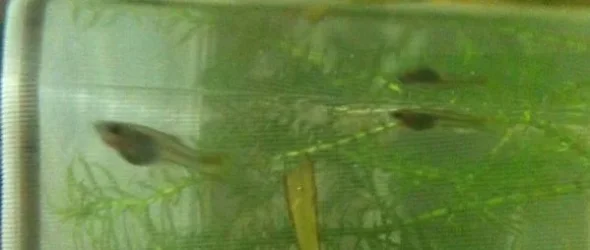 1 month fry.webp 1 month fry.webp