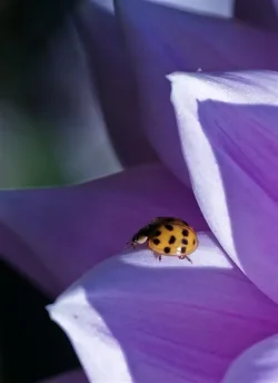 Ladybug002002 (Large).webp