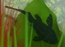Plec.webp Plec.webp