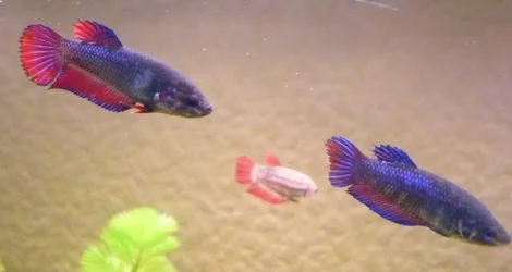 untitledbetta.webp untitledbetta.webp