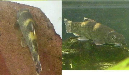 what kind of fish.webp