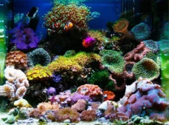 nano-reef-tank1.webp