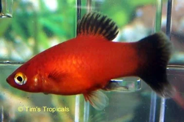RedWagPlatyFemale.webp