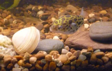 puffer 1.webp