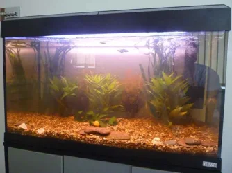 tank 1.webp