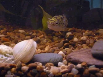 puffer 2.webp