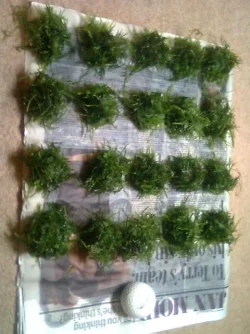 Christmas moss.webp