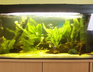 tank.webp