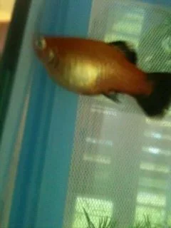 platy9.webp