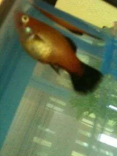 platy10.webp