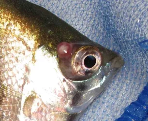 4-4.webp