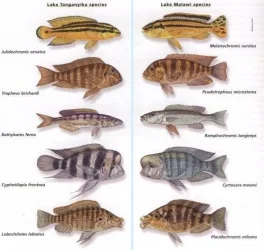 fish.webp