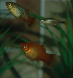 fish1.webp