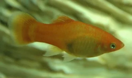 fish2.webp