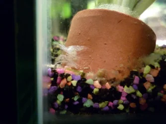 shrimp.webp shrimp.webp