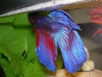 betta-splendens-bubble-nest.webp