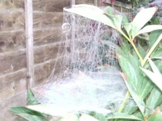 weird web 2.webp