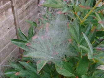 weird web 3.webp