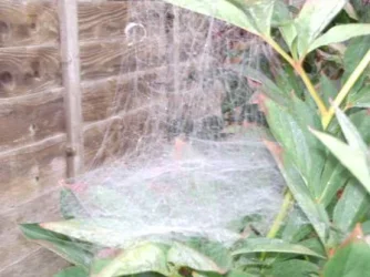 weird web 4.webp