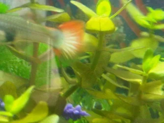 fish.webp fish.webp