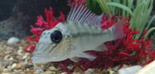 Fishy.webp