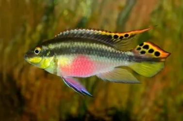 kribensis.webp