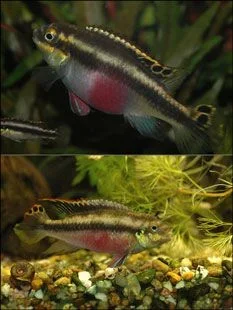 kribensis pair.webp