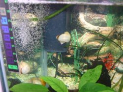snails 3.jpg snails 3.jpg
