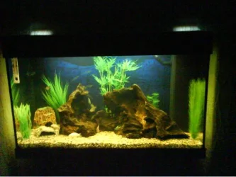 tank1.webp