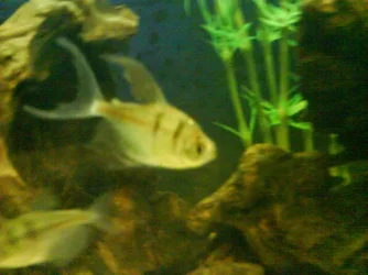 tank2.webp