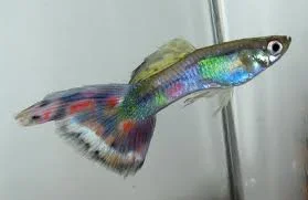 colourful guppy.webp