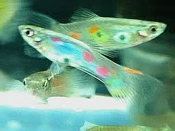 guppies.webp